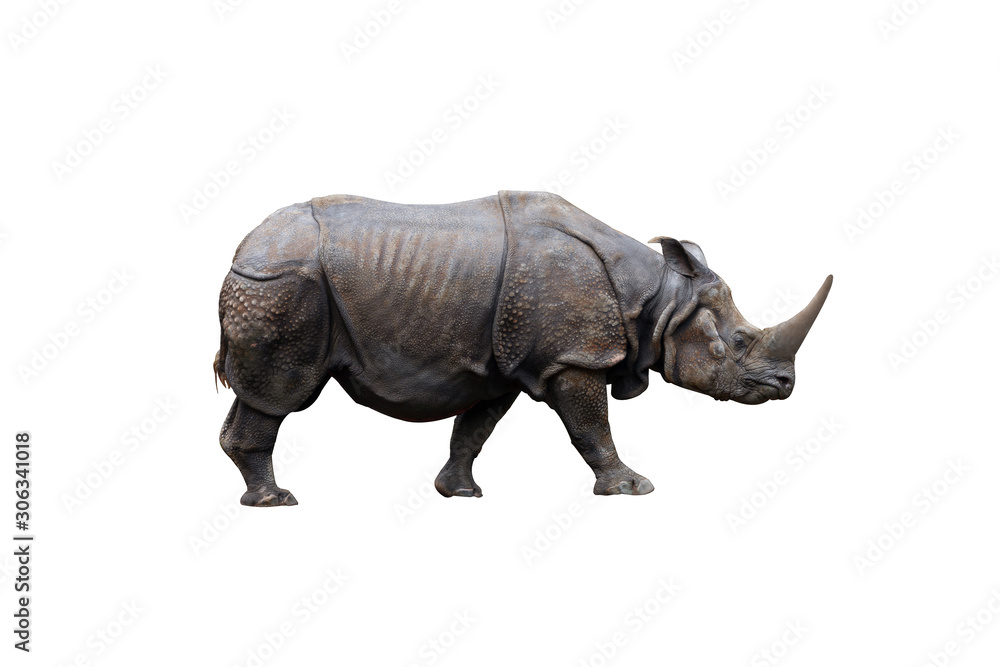 Fototapeta premium Side view of one-horned Rhinoceros (rhino) isolated on a white background