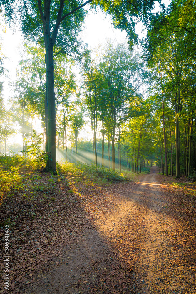 Fototapeta premium Sonne scheint durch Nebel auf Weg im Wald