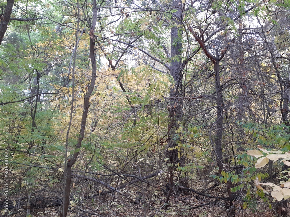 thickets of dry trees in the autumn forest thickets of dry trees in the autumn forest