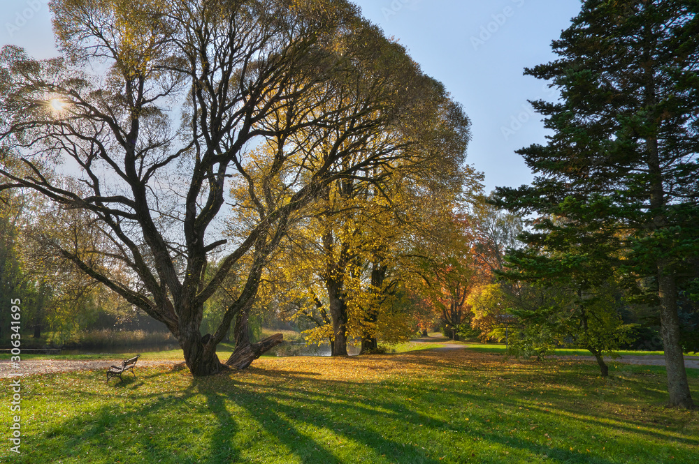 Sun shining through beautiful old trees in park colored in autumn colors with shadows falling on the yellow leaf foliage and green grass lawn