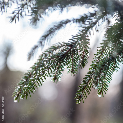 Fir tree branches wet after the rain © rootstocks