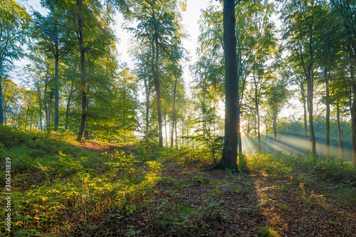 Die Sonne scheint in den Wald durch Nebel - Buchenwald im Herbst