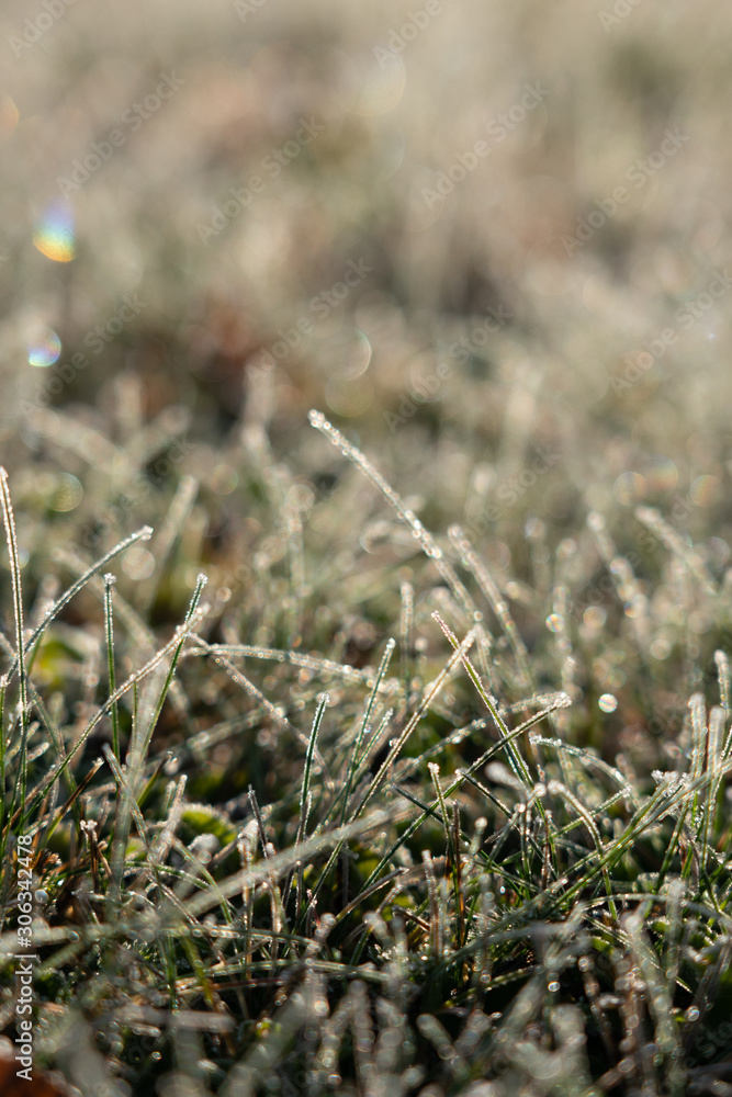Grass with dew.