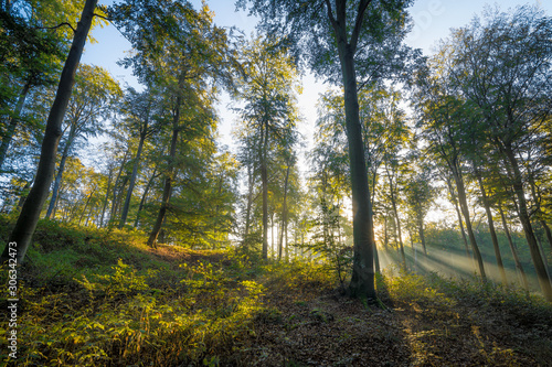 Sonnenstrahlen und Nebel im Wald - Herbst im Buchenwald