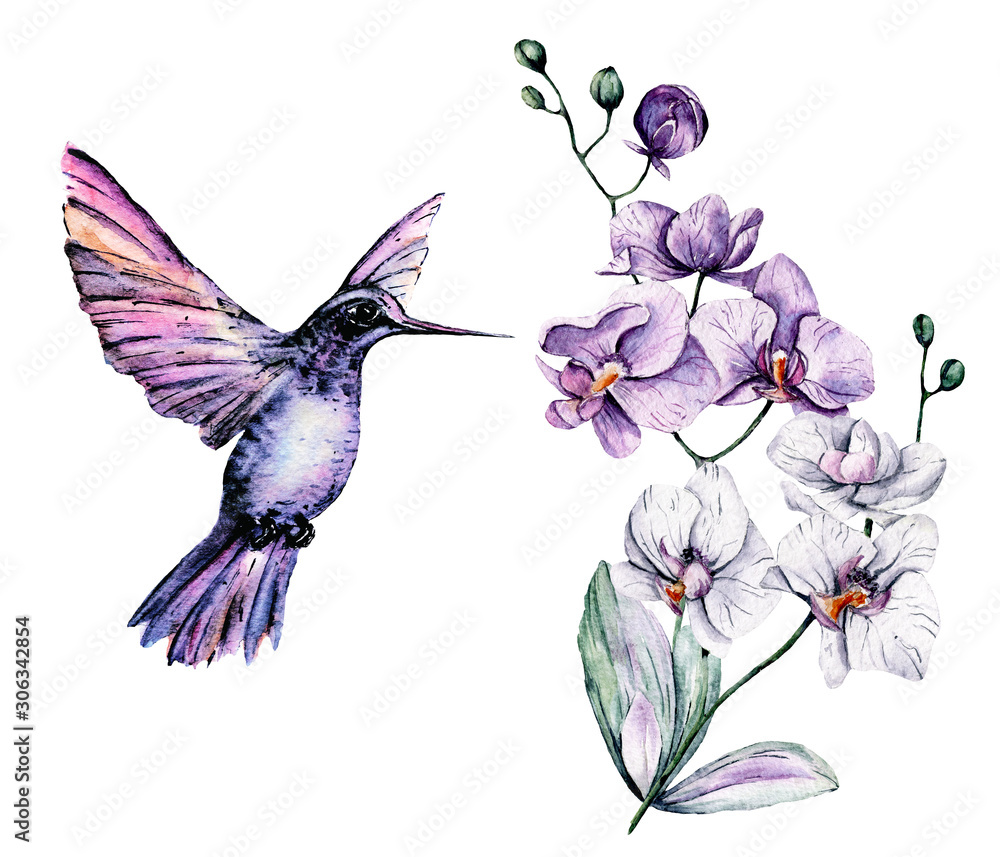 Watercolor hummingbird, tropical leaf and flowers orchid. Isolated on white background. Hand painting illustration.