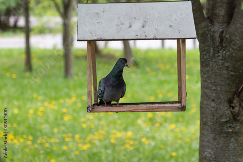 pigeon sitting in a bird feeder on a tree in the park
