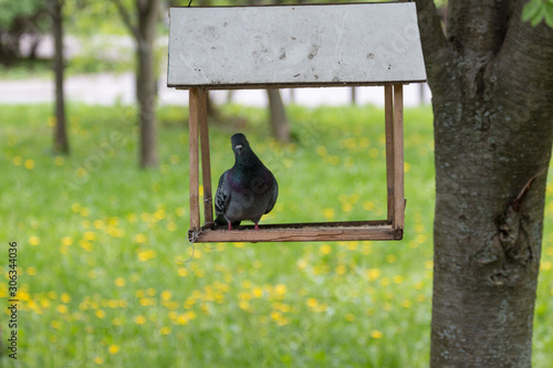 pigeon sitting in a bird feeder on a tree in the park