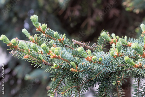 Needle spruce with growing buds, detail of spring nature, tree vitality, natural texture