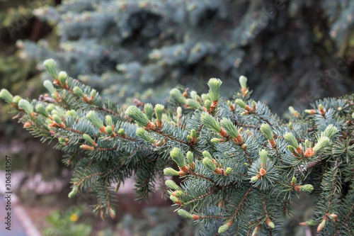Needle spruce with growing buds, detail of spring nature, tree vitality, natural texture