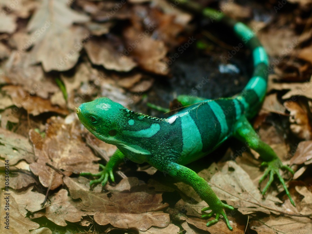 Fototapeta premium lézard vert
