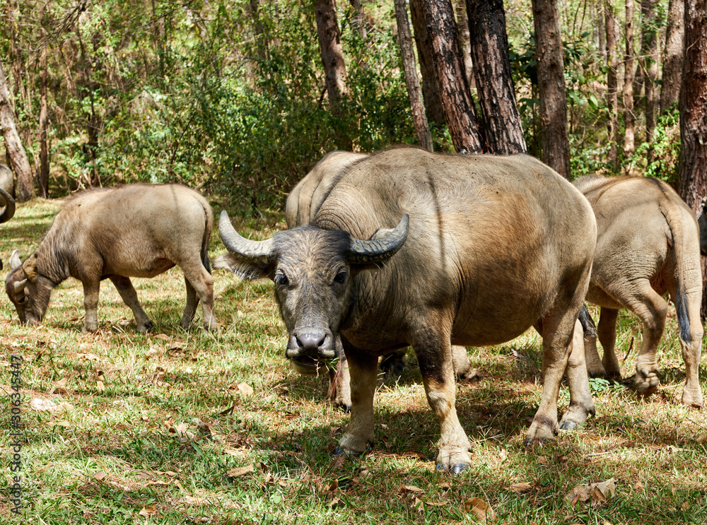 Young buffalo grazes on the edge of a forest Vietnam Young buffalo grazes on the edge of a forest Vietnam