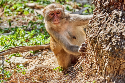 Monkey peeps out from behind a palm tree trunk