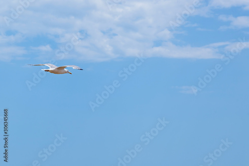 The lonely bird in the air against blue cloudy sky
