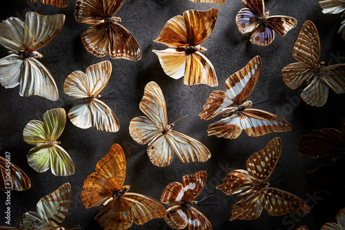 Obraz na plátně Butterfly specimen