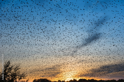 Schwarm von Zugvögeln im herbstlichen Sonnuntergang