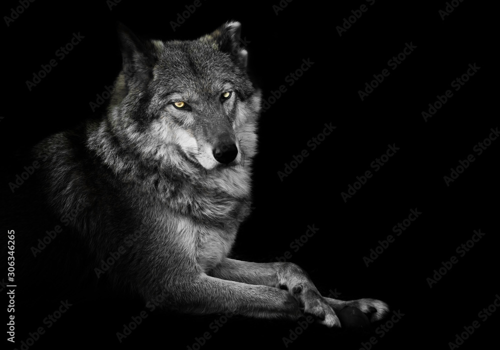 Watching. wolf female lies beautifully on the ground, imposingly lies. Powerful graceful animal Half turn. Black background discolored but yellow eyes