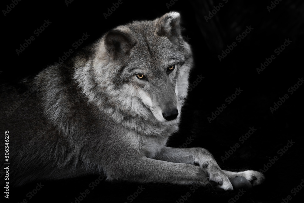 Cute looks half a turn. wolf female lies beautifully on the ground, imposingly lies. Powerful graceful animal but a strong beast is beautifully lying cross-legged discolored but yellow eyes Cute looks half a turn. wolf female lies beautifully on the ground, imposingly lies. Powerful graceful animal but a strong beast is beautifully lying cross-legged discolored but yellow eyes