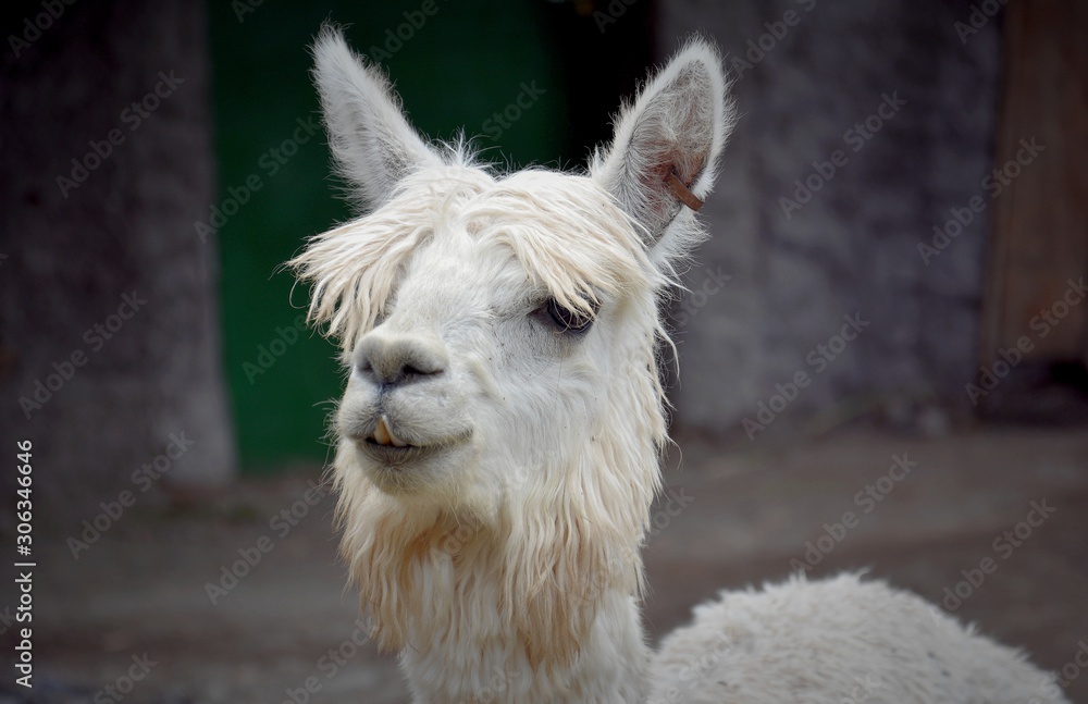 Fototapeta premium portrait of a lama