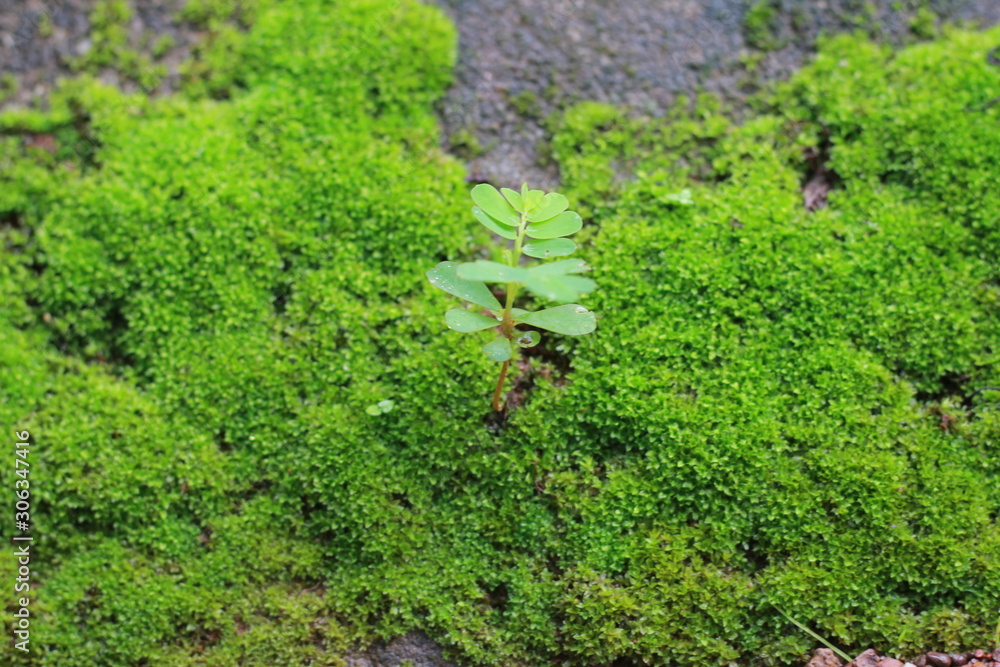 Fototapeta premium Green moss isolated on a white background