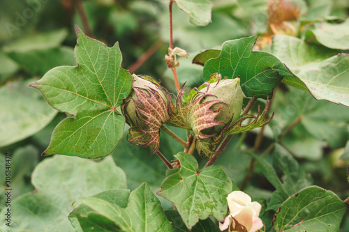 cotton bolls on plants in the field.