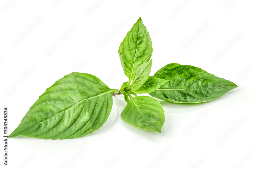 fresh Sweet Basil, Thai Basil leaf (Ocimum basilicum) isolated on white background fresh Sweet Basil, Thai Basil leaf (Ocimum basilicum) isolated on white background