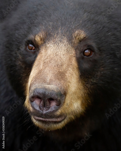 American Black bear face up close in the meadow in autumn in Canada
