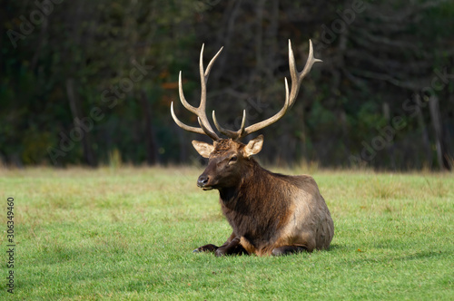 A bull elk with large antlers resting in a meadow in Canada