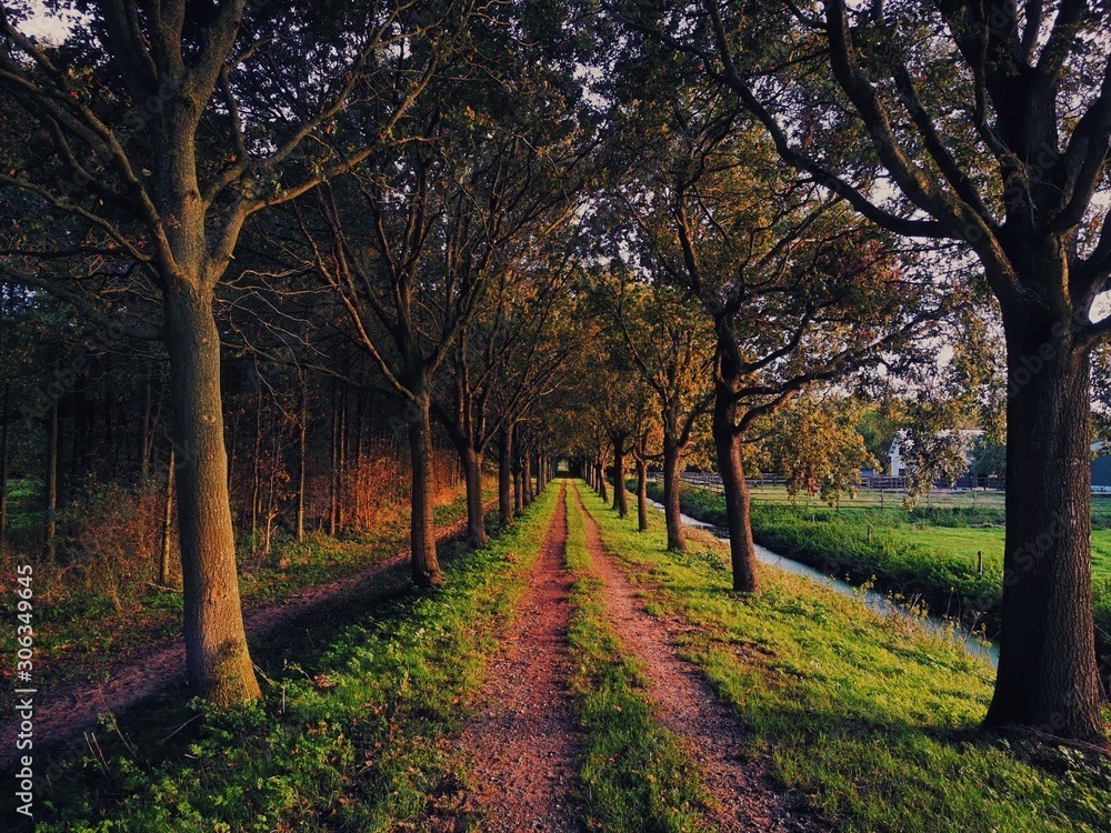 A road passing through an alley of forest close to dwelling ... A road passing through an alley of forest close to dwelling ...