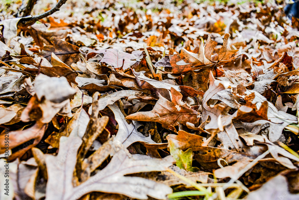 Brown Leaves in the Fall Brown Leaves in the Fall