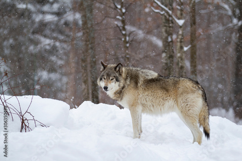 Timber wolf or Grey Wolf Canis lupus portrait closeup in winter snow in Canada © Jim Cumming