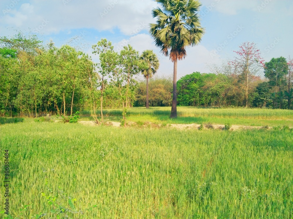 Fototapeta premium tree in field