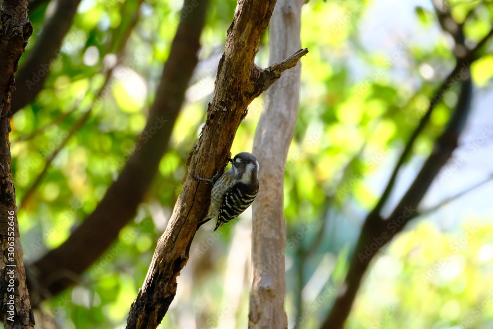 japanese pigmy woodpecker on branch