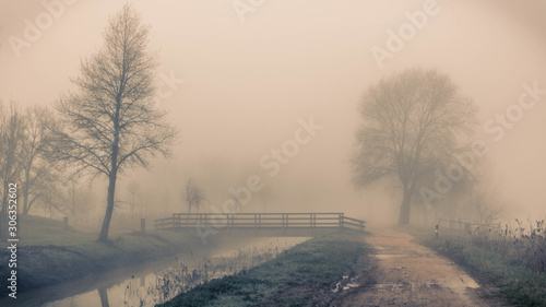 Siluetas de árboles en un paseo entre la niebla