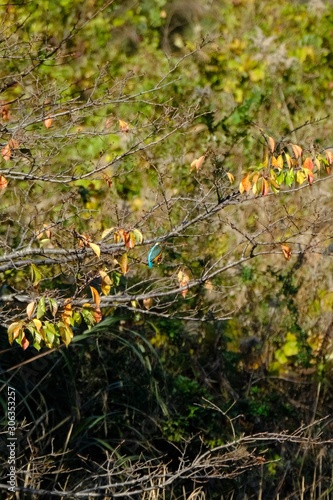 kingfisher on branch