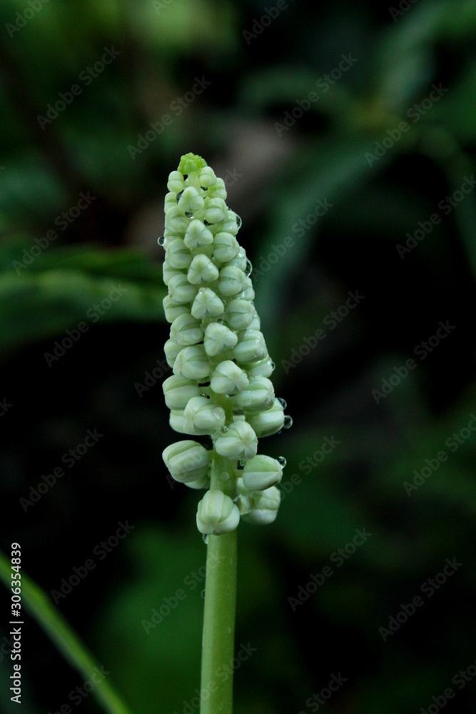 White Flowers White Flowers