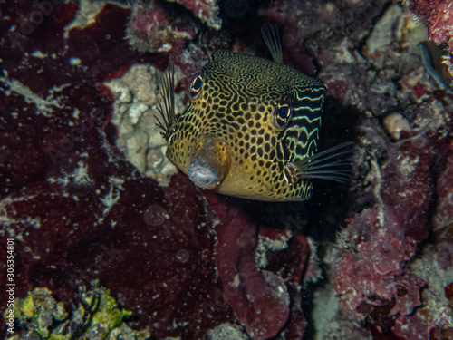 Female solar boxfish  Ostracion solorensis  hiding under a coral