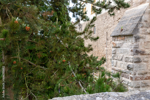pine tree and old stone wall