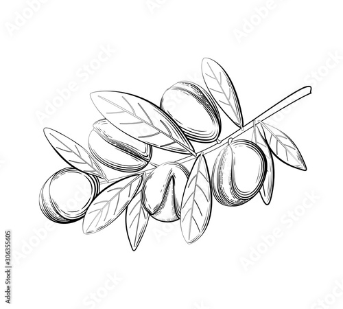 Argan branch vector illustration in black and white