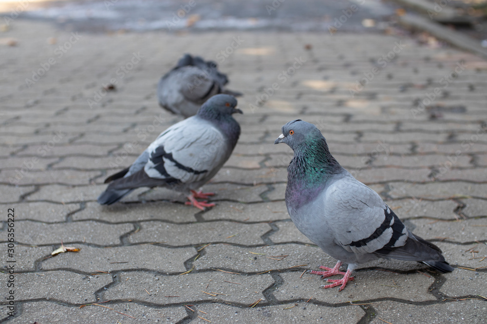 Fototapeta premium Flock of pigeons on the pavement in the park. Tame and peaceful.