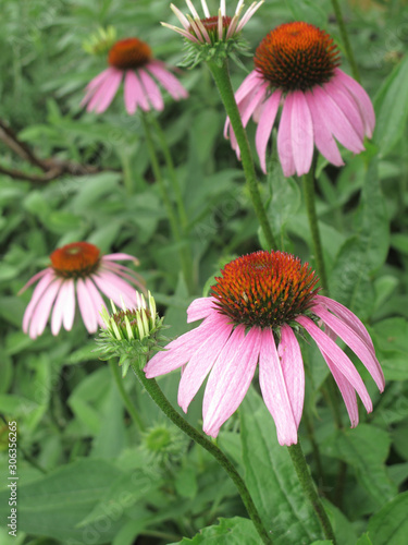 Echinacea purpurea