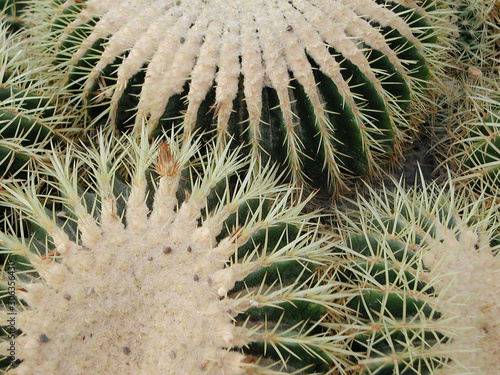 Echinocactus grusonii photo