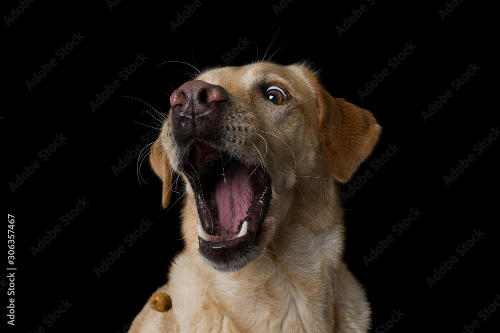 Labrador retriever dog snaps a treats