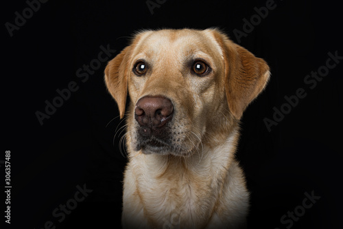 Labrador retriever dog lying on black background