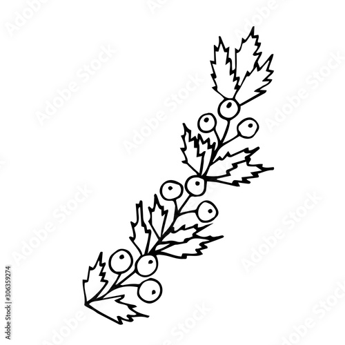 Christmas branch with holly berries and leaves. Line art style illustration for decoration. Isolated object on white background