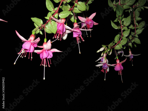 Fototapeta Naklejka Na Ścianę i Meble -  Fuchsia shrub