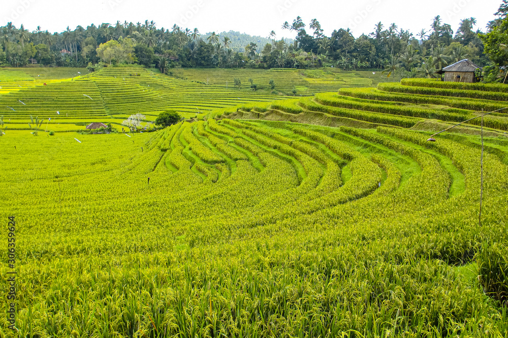 Reisfeld Bali Reisfeld Bali