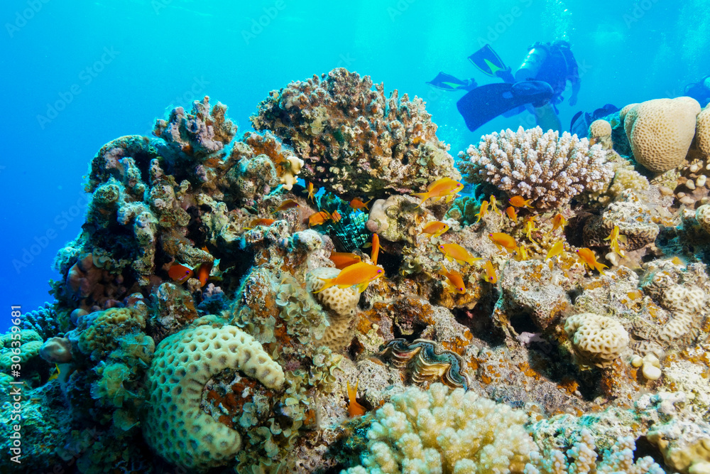 Coral Reef at the Red Sea, Egypt Coral Reef at the Red Sea, Egypt