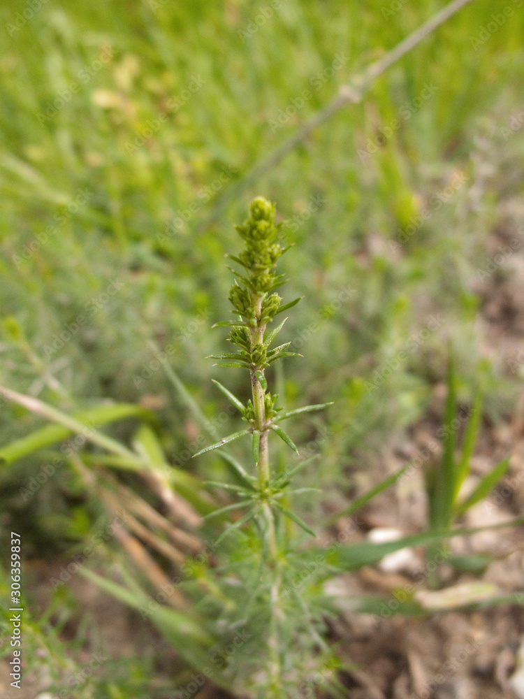 Fototapeta premium Galium verum