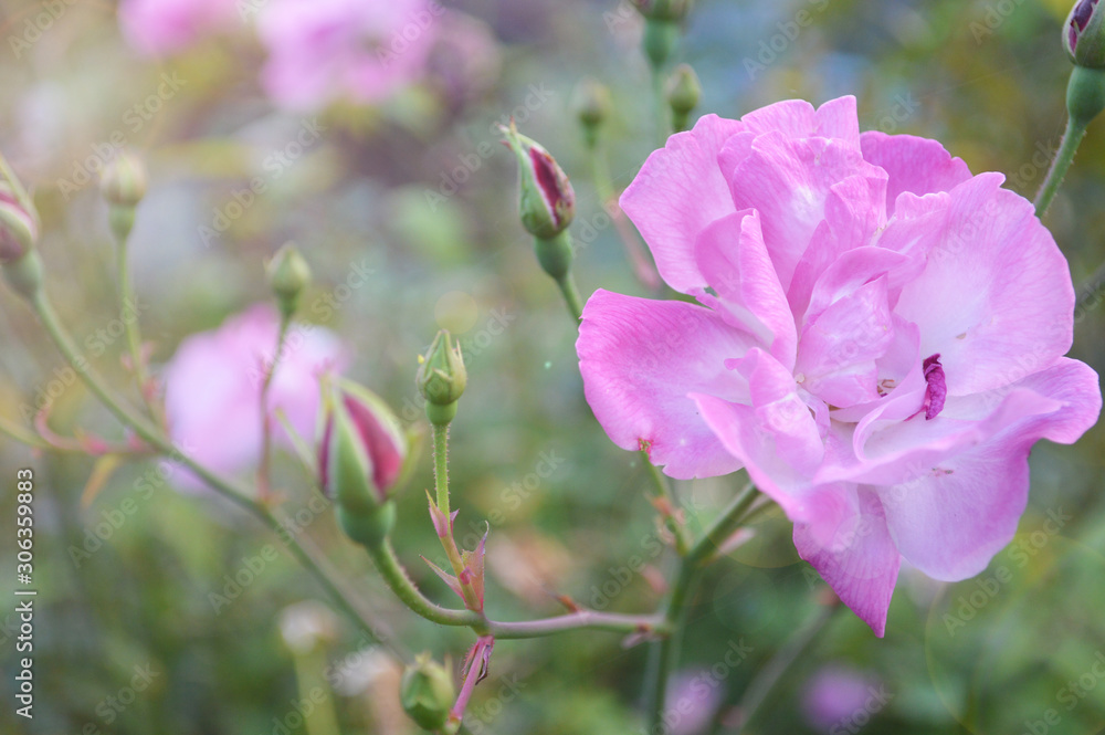 Fototapeta premium バラ Rose