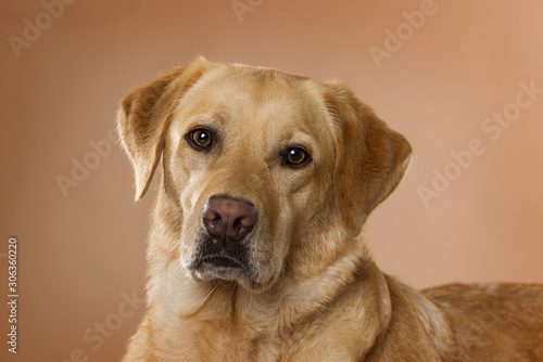 Labrador retriever dog lying on brown background